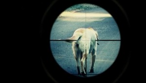 Hon na psov! Dajte si pozor, aby vám ho nezastrelili