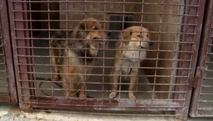 Priviazali psov o stromy a odišli. Pri ceste ich našiel včelár