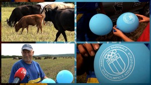 Olympiáda zaujala aj kravy, ktoré sa pásli pri Lučenci