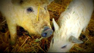 VIDEO. O troch prasiatkach. Zlý vlk sa neukázal