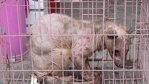 V Číne objavili "Yetiho"