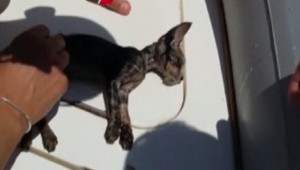 Neuveriteľné video. Takto oživovali námorníci mačiatko