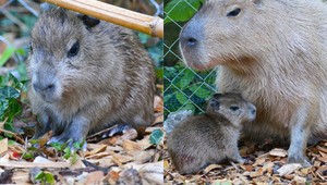 Zoo Bojnice hlási radostnú novinku! Narodila sa kapybara