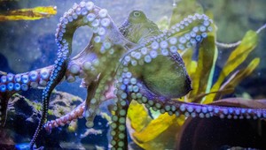 Chobotnica Inky počkala, kým sa zotmie a ušla z akvária do oceánu