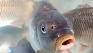 Lidl odmieta kruté zaobchádzanie s kaprami