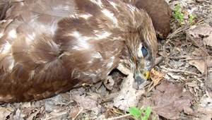 Na Záhorí uhynuli ďalšie vtáky. Niekto tam asi zámerne dáva otravu