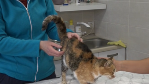 Zranené mačiatko vyhodili do textilného kontajnera