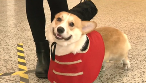 Sandokan či pirát: Psi v kostýmoch ovládli fašiangový karneval