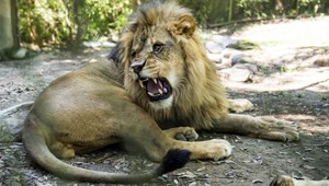Fotografia, z ktorej mrazí. Znázorňuje moment, kedy lev zabil turistku