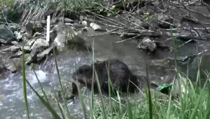 Prežili vojny, no neprežili bobrov: 100-ročné jedle museli spíliť