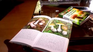 Muchotrávka zelená otrávila Slovenku. Tieto príznaky rozhodne nepodceňujte