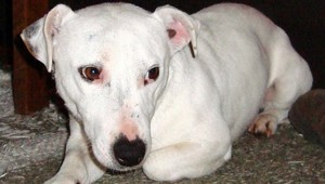 Tento psík potrebuje nutne nový domov!