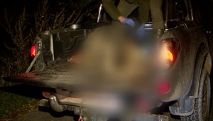 Medvedica vybehla rovno pod auto. Na tomto mieste sa to stáva bežne