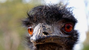 Malý emu unikol osudu, nestal sa omeletou