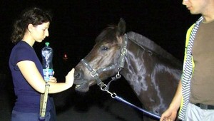 Skauti našli pri turistickej značke koňa. Pátranie začalo