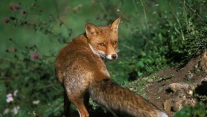 Turisti, dajte si pozor na prítulné líšky. Môžu prenášať vážne choroby