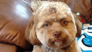 Napoly človek a napoly zviera: Pes s ľudskou tvárou vyvoláva úsmev a zdesenie zároveň