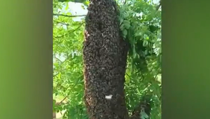 Megaroj prekvapil aj skúsených včelárov. Mal výšku meter dvadsať