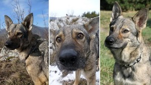 Z košického azylu zmizla vlčica Mimi! Pomôžte ju nájsť