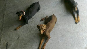 V Rovinke sa stratili dobermani Atos a Dino