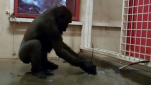 VIDEO: Tancujúca gorila! Takto zabáva návštevníkov ZOO...