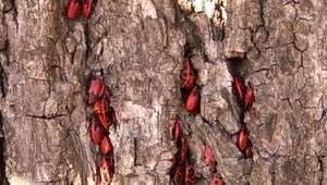 Chrobáky útočia! Ľudia z obce Čabiny prežili horor