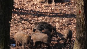 Diviačiu zver v okolí Zlatých Moraviec napadol africký mor. Niekde je dokonca zakázaný vstup do lesa