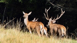 Polícia "ulovila" vzácnu trofej. Pri najväčšej protipytliackej akcií zaistila vyše 1 000 stôp