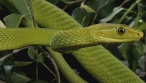 V Prahe unikla jedovatá mamba zelená. Jej pravdepodobná majiteľka leží v umelom spánku