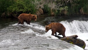 Medveď vtiahol skauta do jaskyne, kde ho dohrýzol. Bránil sa kladivom