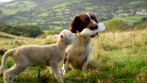 VIDEO. Pes a jahniatko? Idylické kamarátstvo