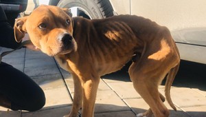 Rozhorčené statusy nenechali policajtov chladnými. Pomohli psíkovi, ktorý mal byť dlhú dobu o hlade a smäde