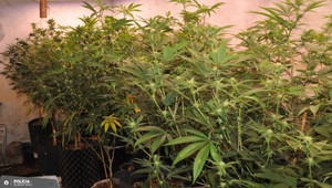 VIDEO: Polícia zasahovala proti pestovateľovi marihuany. Drogu aj predával