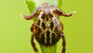 Sezóna kliešťov začala. Prenášajú nový druh boreliózy