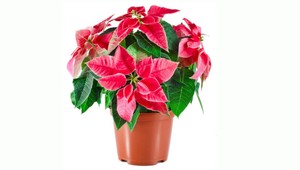 TIPY A TRIKY: Rozkvitnuté Vianoce môžu byť aj u vás