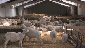 Viac ako polovica chovov funguje načierno. Neregistrované chovy sú reálnym rizikom