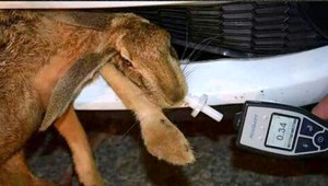 Mŕtvy zajac na policajnom aute spôsobil hystériu. Polícia pátra po autorovi fotografie