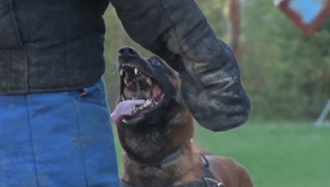 Ak vás vykradnú, nechoďte po dome a neničte pachové stopy, radia psovodi