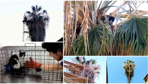 Mačka uviazla na strome na 2 týždne, pomôcť prišli hasiči