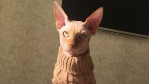 FOTO: Fitneska nechala potetovať svoju mačku. Môže čeliť obvineniu z týrania zvierat