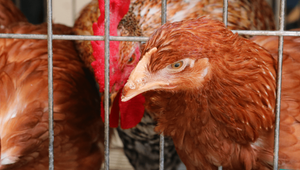 Nehumánne klietkové chovy: Ak minister Vlčan nezasiahne, vajcia nás vyjdu poriadne draho