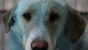 Záhada modrých psov. Žijú vedľa zatvorenej chemickej továrne