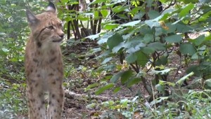 Slovenské rysy sa v Nemecku postarali o priadnu senzáciu