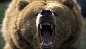 Medveď zabil v parku pre divú zver 19-ročného ošetrovateľa