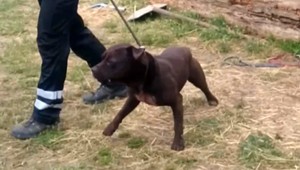 Dva bojové psy ušli z dvora rodinného domu, roztrhali koňa a dve kozy