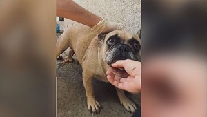 Inšpektori objavili viac ako 40 zanedbaných psov. Chovateľka tvrdí, že sa o ne starala dobre