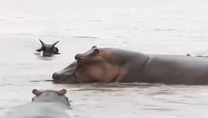 More tiel. Viac ako stovka divokých hrochov uhynula v národnom parku