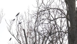 Na kolóniu havranov striehnu laserom. Odborník ale tvrdí, že aj na to si po čase zvyknú