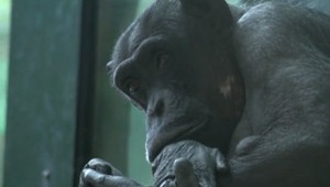 ZOO Bratislava oslavuje 60 rokov. Toto sú najväčší zvierací pamätníci