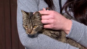 Kocúra pomáhali dať dole zo stromu hasiči